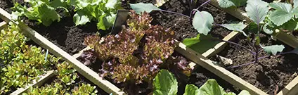 Abonado y fertilización en agricultura ecológica