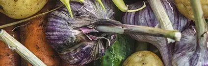 Defensa contra plagas y enfermedades en agricultura ecológica
