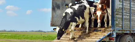 Formación en materia de protección de los animales durante su transporte (Formación Complementaria CAP Mercancías)