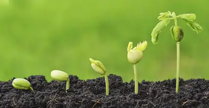 Explotaciones agrarias en agricultura ecológica
