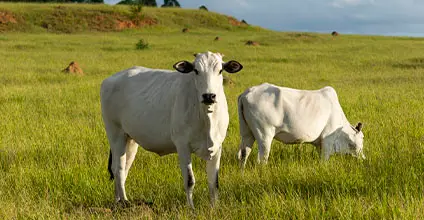 Ganadería ecológica