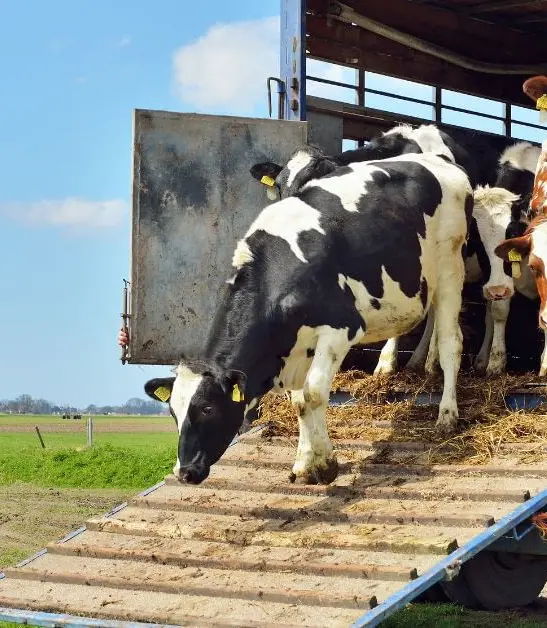 Formación en materia de protección de los animales durante su transporte (Formación Complementaria CAP Mercancías)