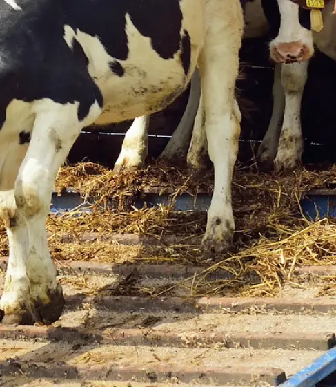 Curso de formación en materia de protección de los animales durante su transporte (formacion complementaria CAP mercancías) en Cataluña