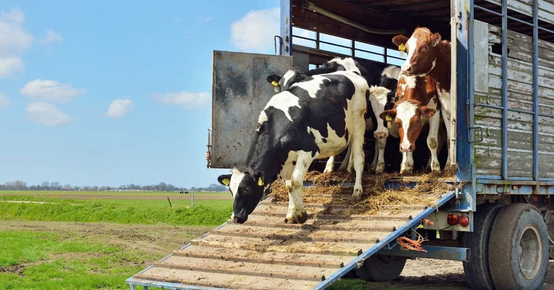 Formación en materia de protección de los animales durante su transporte (Formación Complementaria CAP Mercancías)