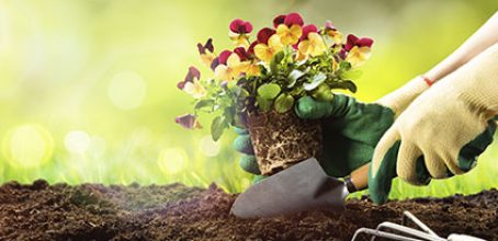 Abonos y fertilizantes