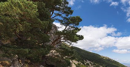 Formación gratuita en Aprovechamientos forestales