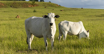 ganaderia-ecologica